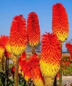 50 Red Hot Poker Flaming Torch Lily Seeds - Beautiful Flowering Plant - Image 1