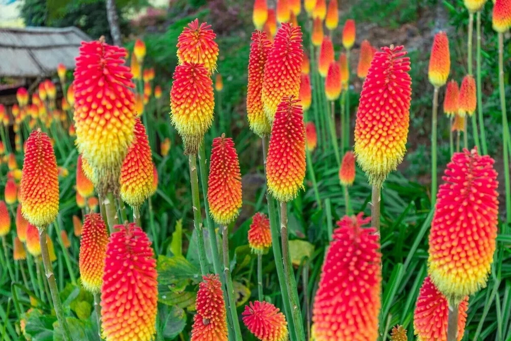 50 Red Hot Poker Lily Seeds - Flaming Torch Flower Plant Seeds - Image 2