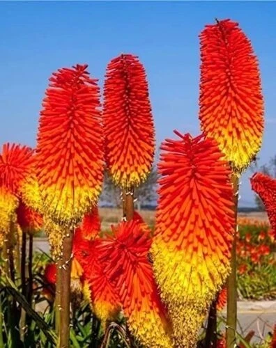50 Red Hot Poker Lily Seeds - Flaming Torch Flower Plant Seeds - Image 1