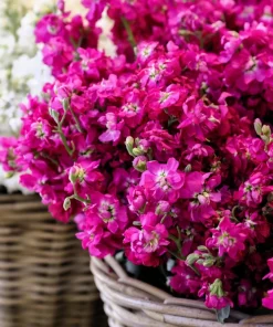 50 Rose Pink Matthiola Incana Seeds - Ten-Week Stock Gillyflower - Image 10