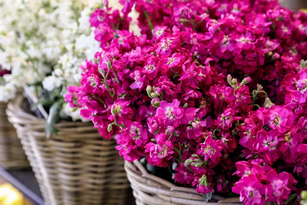 50 Rose Pink Matthiola Incana Seeds - Ten-Week Stock Gillyflower - Image 10