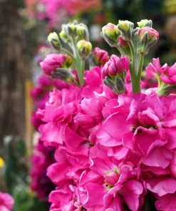 50 Rose Pink Matthiola Incana Seeds - Ten-Week Stock Gillyflower - Image 11