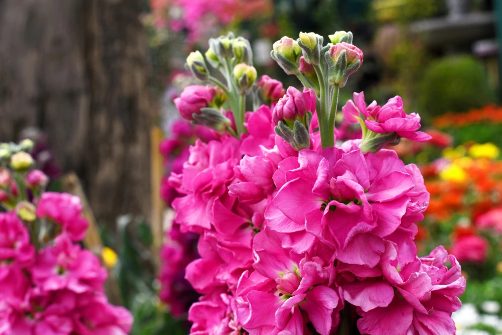 50 Rose Pink Matthiola Incana Seeds - Ten-Week Stock Gillyflower - Image 11