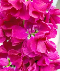 50 Rose Pink Matthiola Incana Seeds - Ten-Week Stock Gillyflower - Image 2