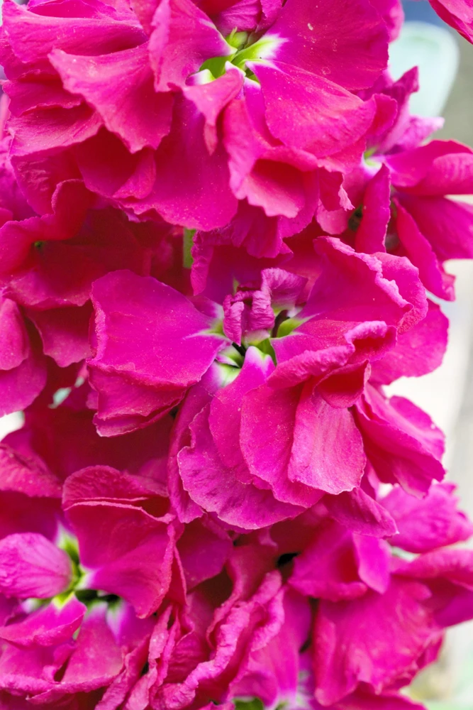 50 Rose Pink Matthiola Incana Seeds - Ten-Week Stock Gillyflower - Image 2