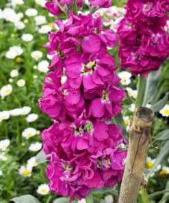 50 Rose Pink Matthiola Incana Seeds - Ten-Week Stock Gillyflower - Image 3