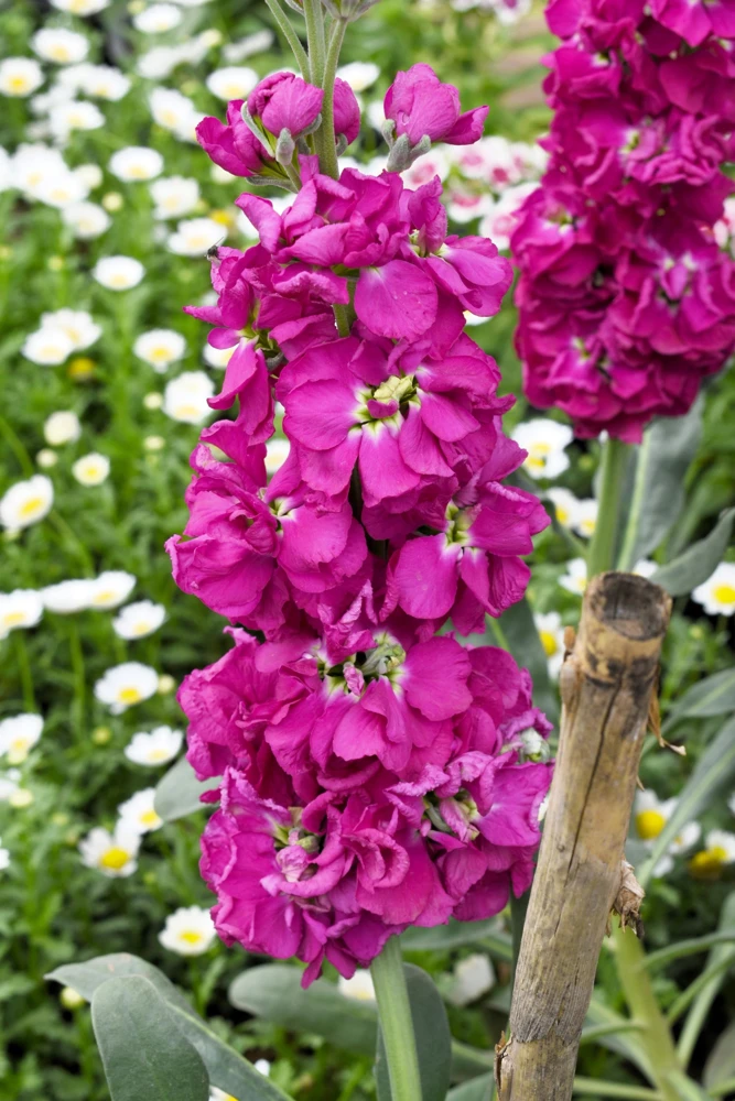 50 Rose Pink Matthiola Incana Seeds - Ten-Week Stock Gillyflower - Image 3