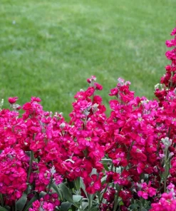 50 Rose Pink Matthiola Incana Seeds - Ten-Week Stock Gillyflower - Image 4