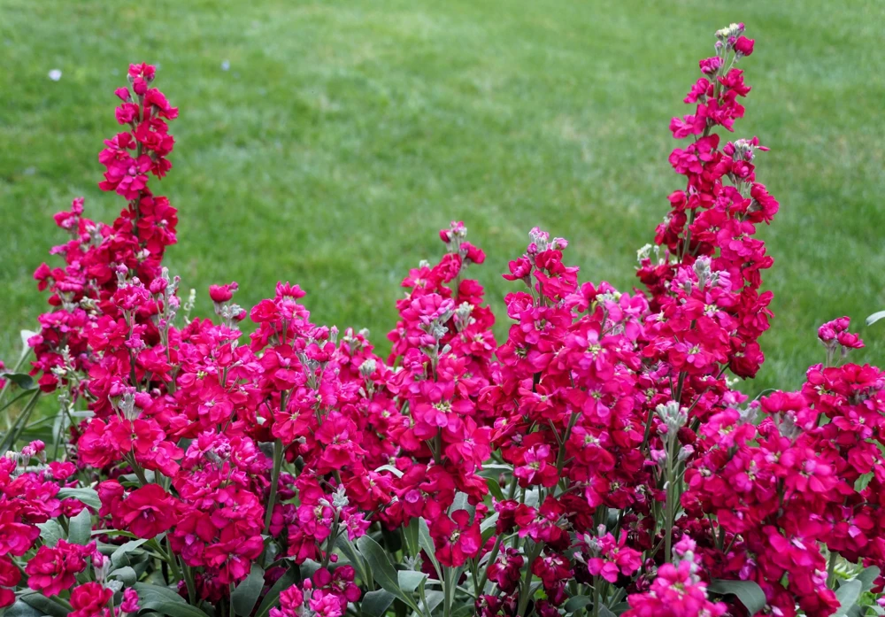 50 Rose Pink Matthiola Incana Seeds - Ten-Week Stock Gillyflower - Image 4