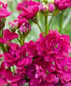 50 Rose Pink Matthiola Incana Seeds - Ten-Week Stock Gillyflower - Image 5