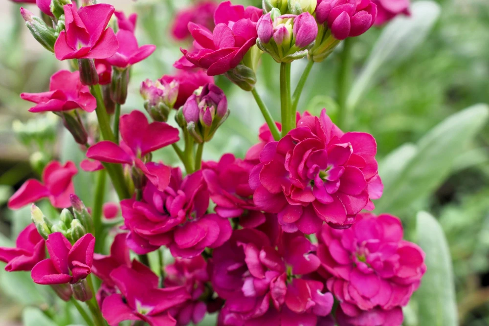 50 Rose Pink Matthiola Incana Seeds - Ten-Week Stock Gillyflower - Image 5