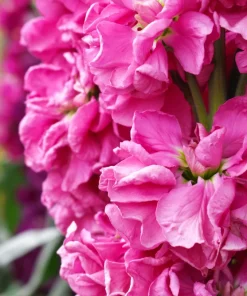50 Rose Pink Matthiola Incana Seeds - Ten-Week Stock Gillyflower - Image 6