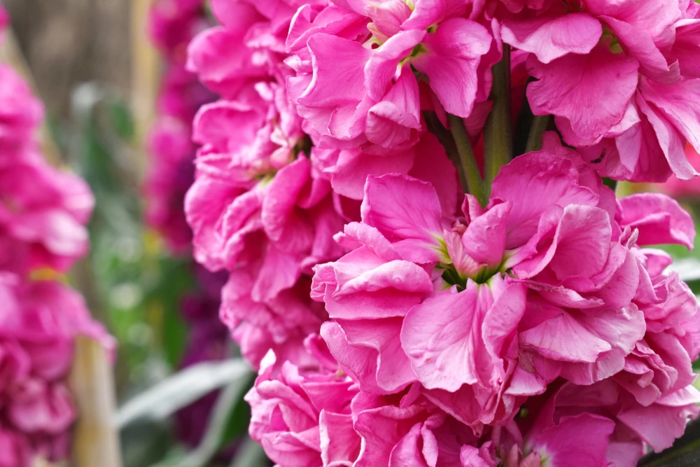 50 Rose Pink Matthiola Incana Seeds - Ten-Week Stock Gillyflower - Image 6