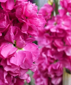 50 Rose Pink Matthiola Incana Seeds - Ten-Week Stock Gillyflower - Image 7