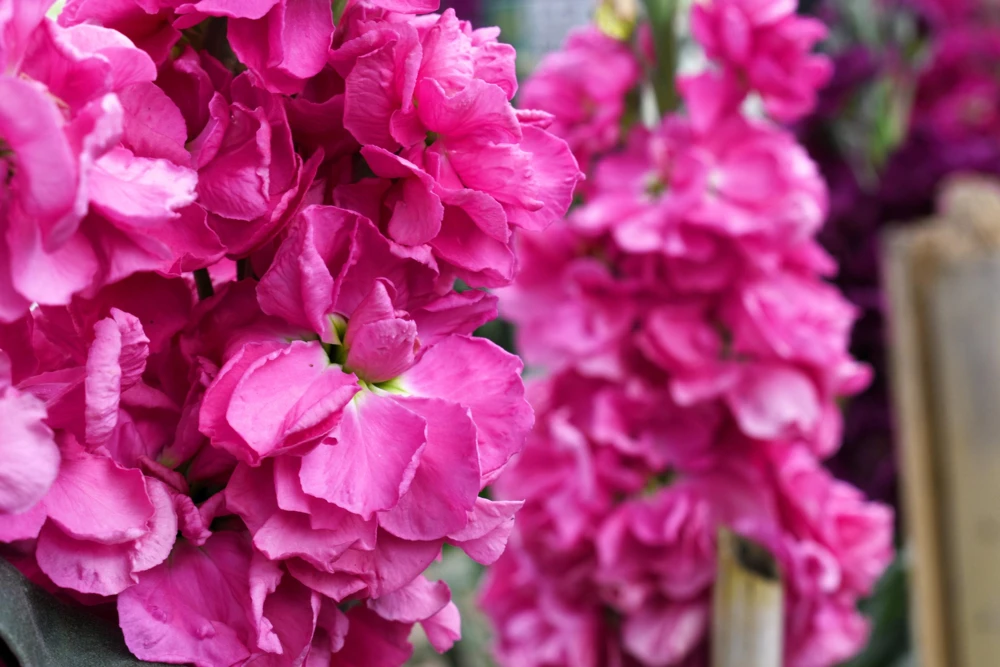 50 Rose Pink Matthiola Incana Seeds - Ten-Week Stock Gillyflower - Image 7