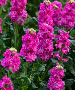 50 Rose Pink Matthiola Incana Seeds - Ten-Week Stock Gillyflower - Image 8