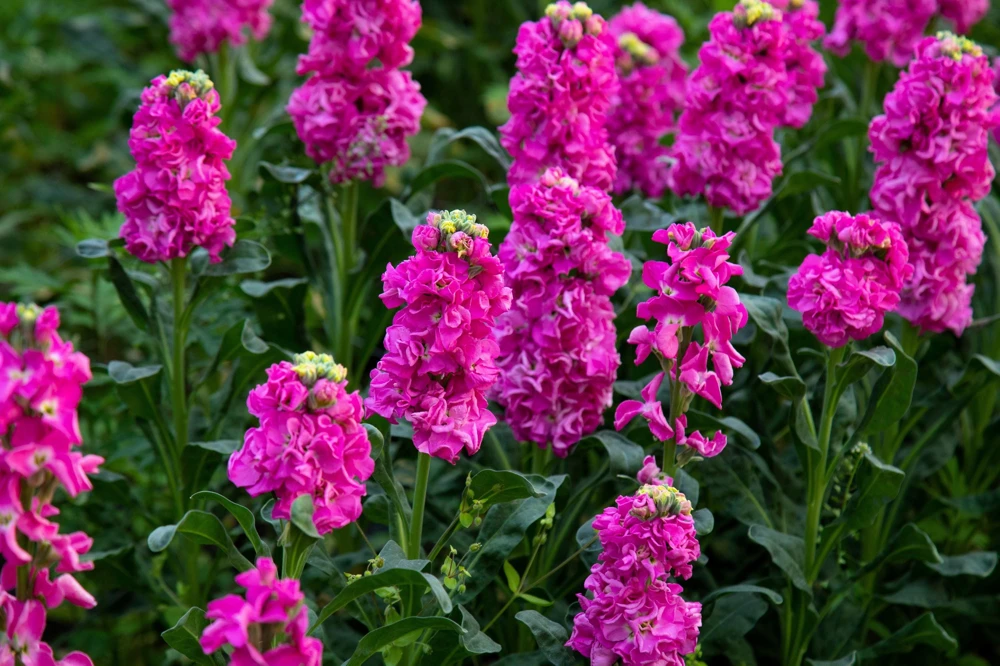 50 Rose Pink Matthiola Incana Seeds - Ten-Week Stock Gillyflower - Image 8