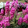 50 Rose Pink Matthiola Incana Seeds - Ten-Week Stock Gillyflower - Image 1