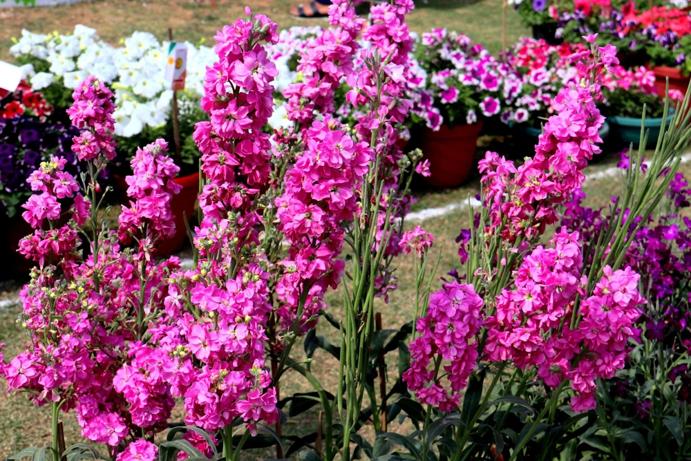 50 Rose Pink Matthiola Incana Seeds - Ten-Week Stock Gillyflower - Image 1