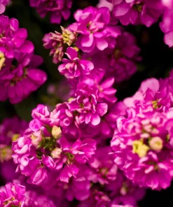 50 Rose Pink Matthiola Incana Seeds - Ten-Week Stock Gillyflower - Image 9