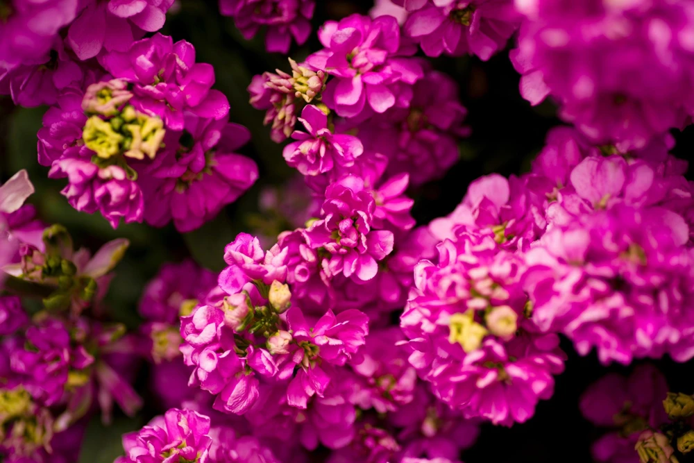 50 Rose Pink Matthiola Incana Seeds - Ten-Week Stock Gillyflower - Image 9