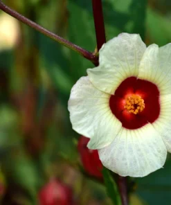 50 Roselle Hibiscus Seeds - Sabdariffa Fruit & Flower Seeds - White & Red - Image 3