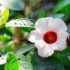 50 Roselle Hibiscus Seeds - Sabdariffa Fruit & Flower Seeds - White & Red - Image 1
