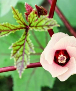 50 Roselle Hibiscus Seeds - Sabdariffa Fruit & Flower Seeds - White & Red - Image 4