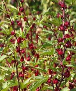 50 Roselle Hibiscus Seeds - Sabdariffa Fruit & Flower Seeds - White & Red - Image 5