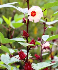 50 Roselle Hibiscus Seeds - Sabdariffa Fruit & Flower Seeds - White & Red - Image 8