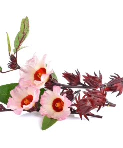 50 Roselle Hibiscus Seeds - Sabdariffa Fruit & Flower Seeds - White & Red - Image 9