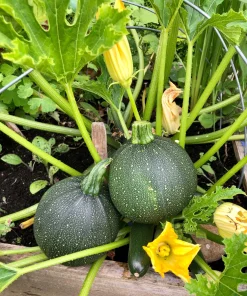 50 Round Zucchini Summer Squash Seeds - Cucurbita Pepo Vegetable Seeds - Image 1