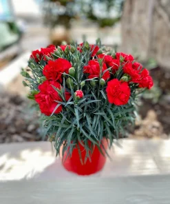 50 Scarlet Red Carnation Seeds - Dianthus Caryophyllus, Double Flower - Image 10
