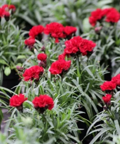 50 Scarlet Red Carnation Seeds - Dianthus Caryophyllus, Double Flower - Image 11