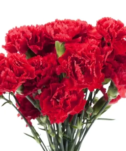 50 Scarlet Red Carnation Seeds - Dianthus Caryophyllus, Double Flower - Image 2