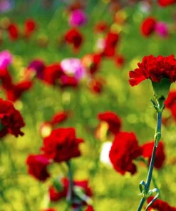 50 Scarlet Red Carnation Seeds - Dianthus Caryophyllus, Double Flower - Image 3