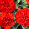 50 Scarlet Red Carnation Seeds - Dianthus Caryophyllus, Double Flower - Image 1