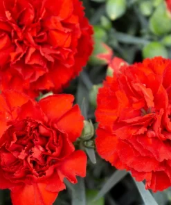 50 Scarlet Red Carnation Seeds - Dianthus Caryophyllus, Double Flower - Image 1