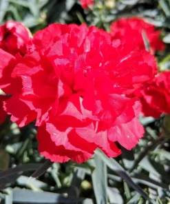 50 Scarlet Red Carnation Seeds - Dianthus Caryophyllus, Double Flower - Image 5
