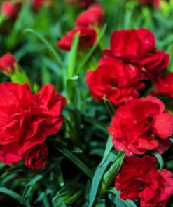 50 Scarlet Red Carnation Seeds - Dianthus Caryophyllus, Double Flower - Image 6