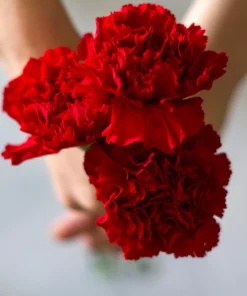 50 Scarlet Red Carnation Seeds - Dianthus Caryophyllus, Double Flower - Image 7