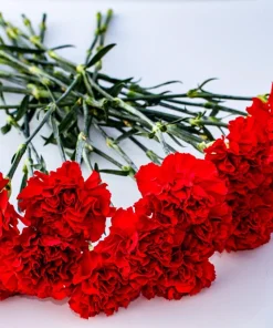 50 Scarlet Red Carnation Seeds - Dianthus Caryophyllus, Double Flower - Image 8
