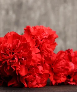 50 Scarlet Red Carnation Seeds - Dianthus Caryophyllus, Double Flower - Image 9