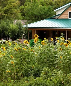 50 Skyscraper Sunflower Seeds - Helianthus Annuus - Tall Garden Flowers - Image 2