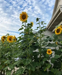 50 Skyscraper Sunflower Seeds - Helianthus Annuus - Tall Garden Flowers - Image 3