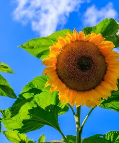 50 Skyscraper Sunflower Seeds - Helianthus Annuus - Tall Garden Flowers - Image 4