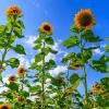 50 Skyscraper Sunflower Seeds - Helianthus Annuus - Tall Garden Flowers - Image 1