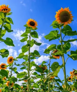 50 Skyscraper Sunflower Seeds - Helianthus Annuus - Tall Garden Flowers - Image 1
