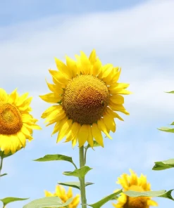 50 Skyscraper Sunflower Seeds - Helianthus Annuus - Tall Garden Flowers - Image 5