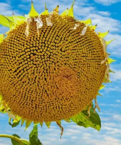 50 Skyscraper Sunflower Seeds - Helianthus Annuus - Tall Garden Flowers - Image 6
